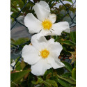 Rosier grimpant Laevigata / La rose des Cherokees