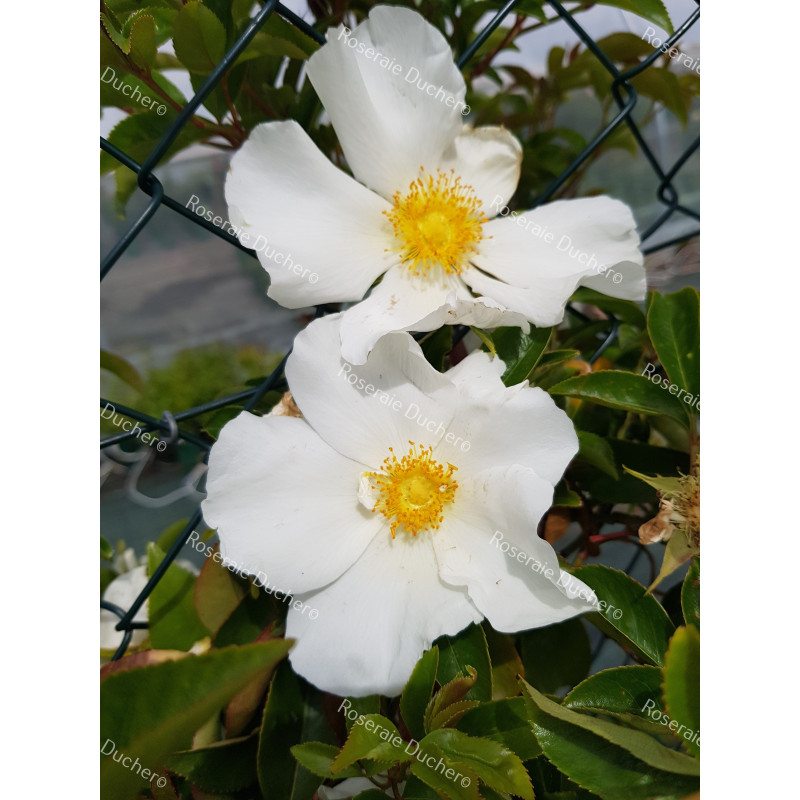 Rosier grimpant Laevigata / La rose des Cherokees