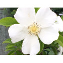 Climbing rose Laevigata