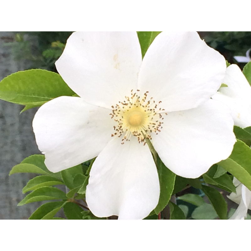 Rosier grimpant Laevigata / La rose des Cherokees