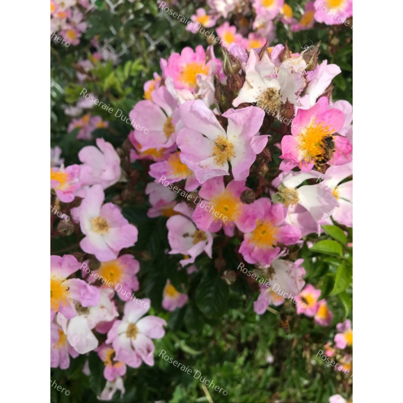 Climbing rose Rosa Multiflora Adenochaeta