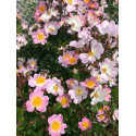 Climbing rose Rosa Multiflora Adenochaeta