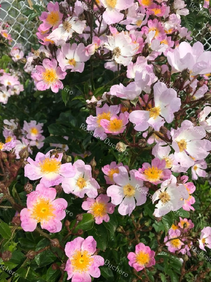 Roses Ducher Climbing Rose Rosa Multiflora Adenochaeta | Free Download ...