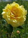 Climbing rose Souvenir de Claudius Pernet