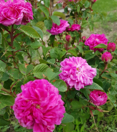 Rosier buisson Boufarik