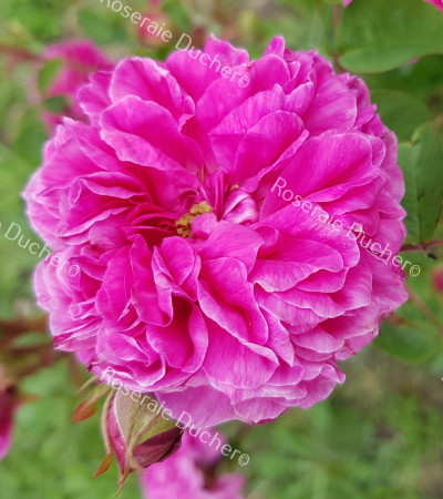 Rosier buisson Boufarik