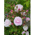 Rosier grimpant Blush Noisette