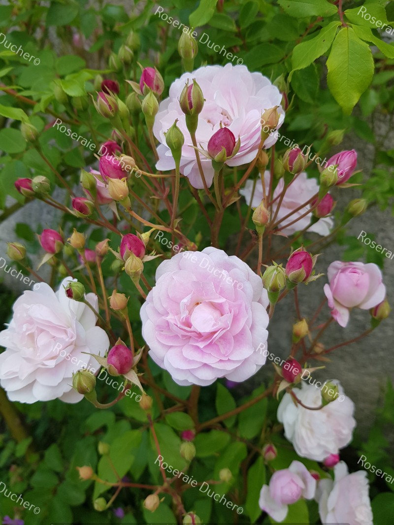 Roses DUCHER - Climbing rose Blush Noisette