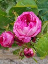 Shrub rose Yolande d'Aragon