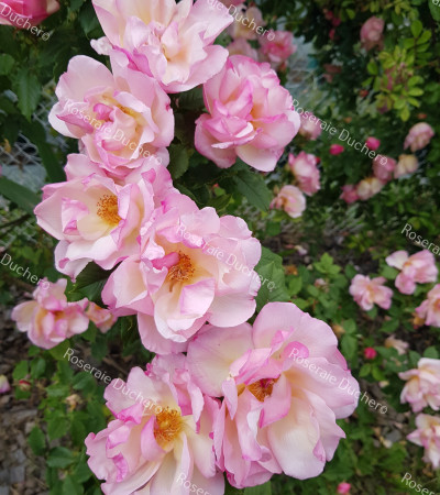 Climbing rose Lady Waterlow