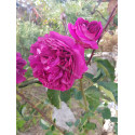 Shrub rose Gloire de Ducher