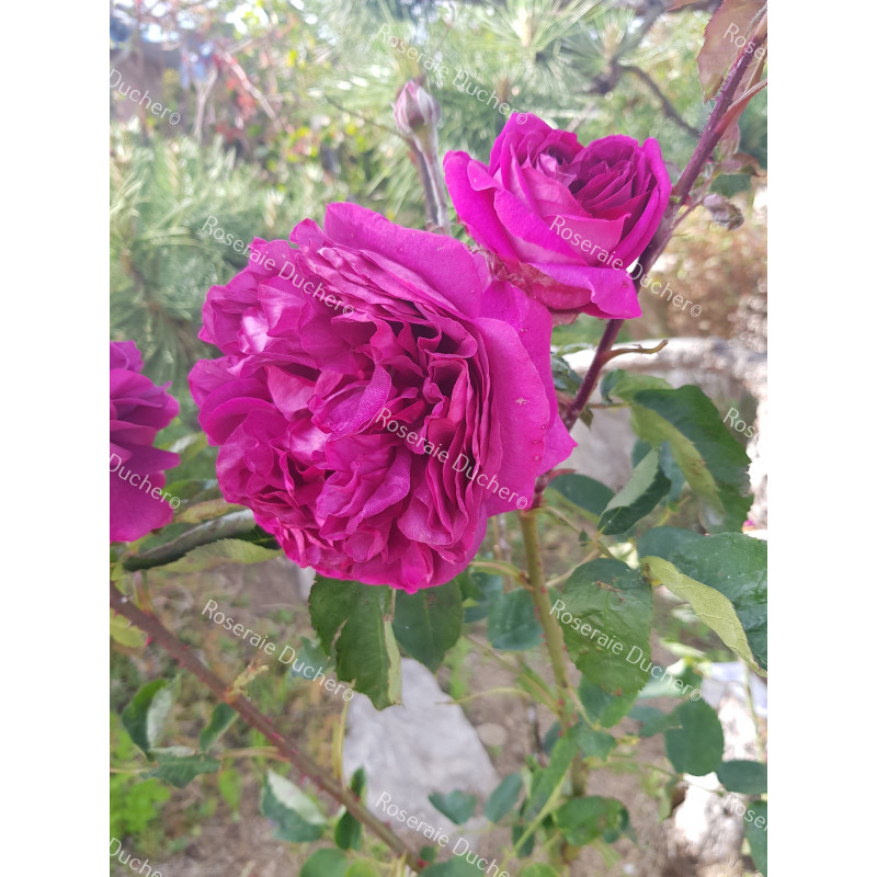 Shrub rose Gloire de Ducher