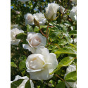 Climbing rose Iceberg Climbing