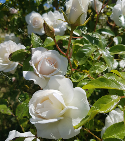Climbing rose Iceberg Climbing