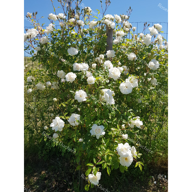 Climbing rose Iceberg Climbing