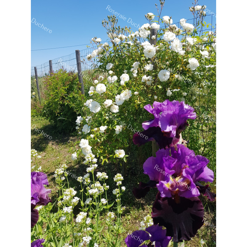 Climbing rose Iceberg Climbing