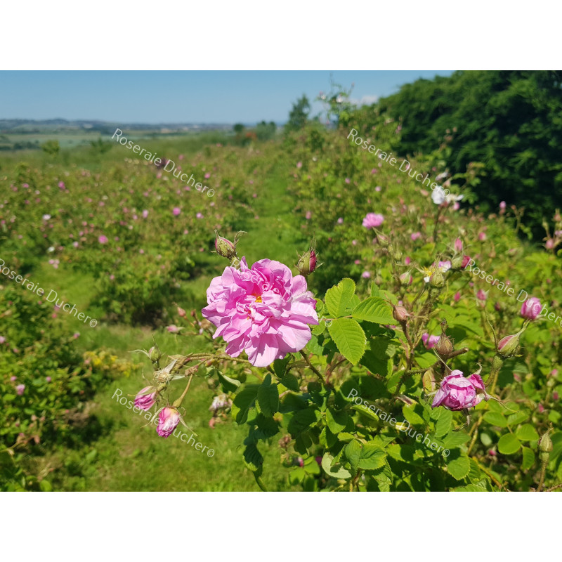 Rosier buisson Rosa Kazanlik