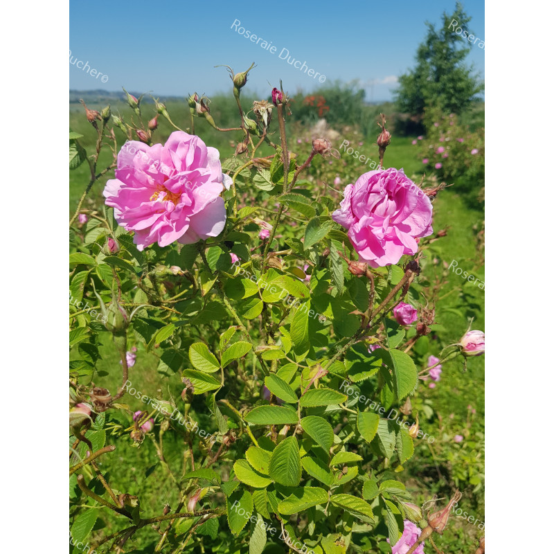 Rosier buisson Rosa Kazanlik