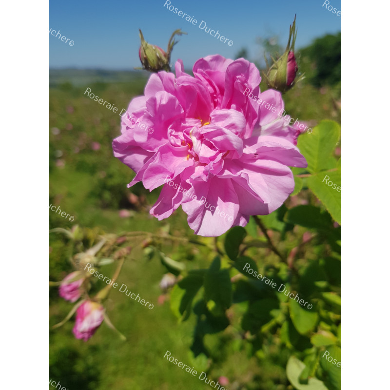 Rosier buisson Rosa Kazanlik