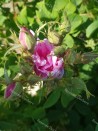 Shrub rose Rosa Damascena 4 Saisons