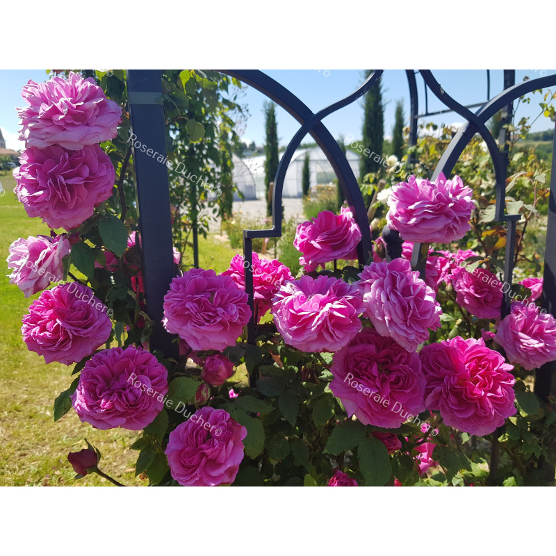 Climbing rose Madame Isaac Pereire