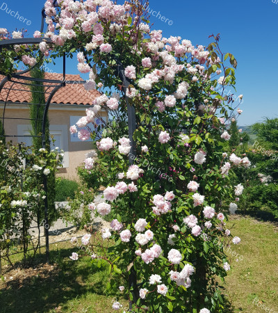 Climbing rose Cecile Brunner grimpant