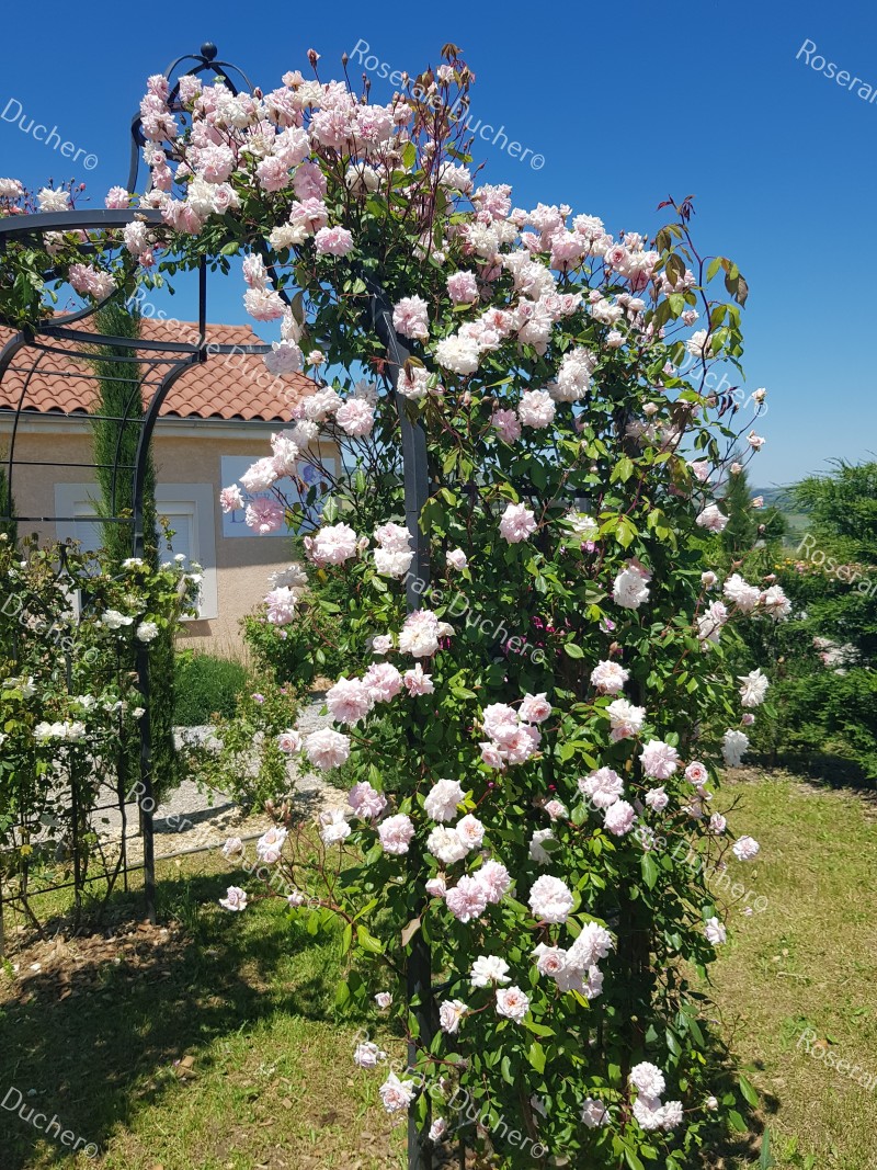 Roses du jardin Chêneland: Cléome : boutures, semis