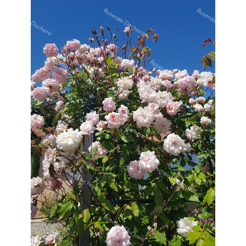 Rosier grimpant Cécile Brunner grimpant