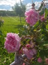 Shrub rose Rosa Centifolia