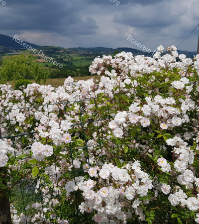 Climbing rose Paul's Himalayan Musk