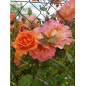 Shrub rose Westerland