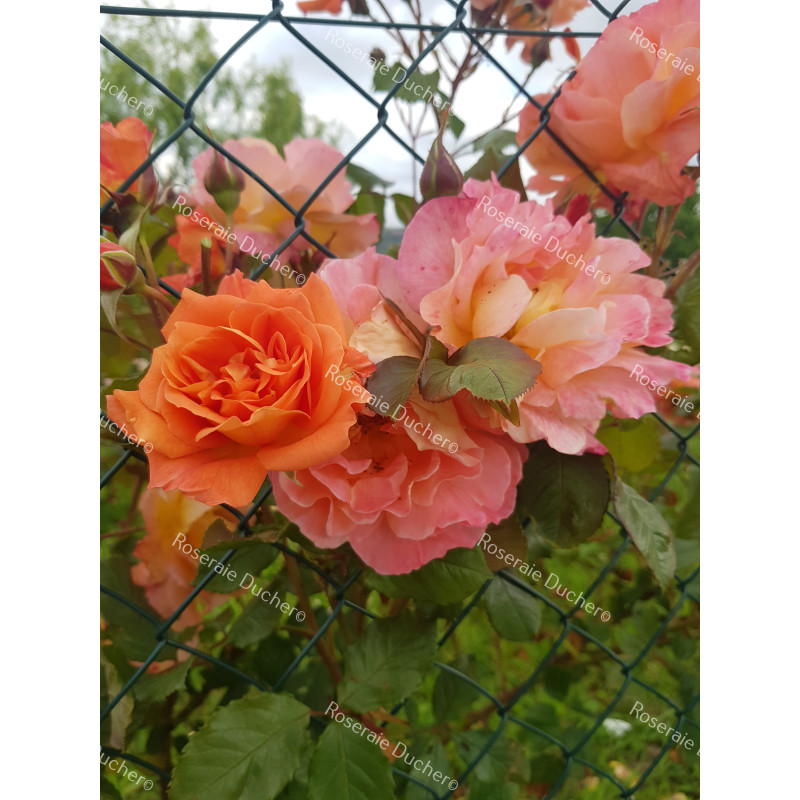 Shrub rose Westerland