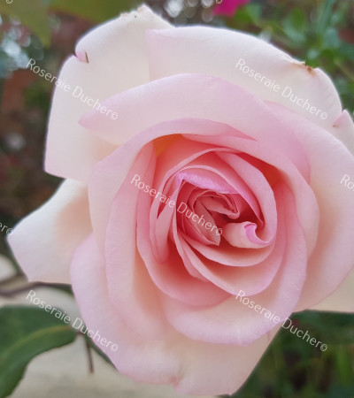 Rosier buisson Jean Ducher