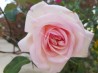 Shrub rose Jean Ducher