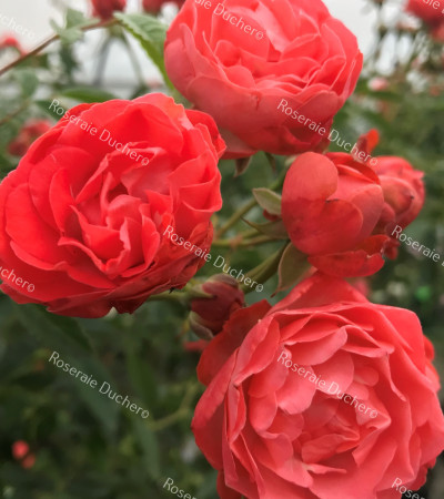 Climbing rose Margo Koster Climbing