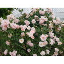 Shrub rose Felicia