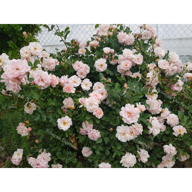 Shrub rose Felicia