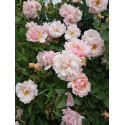 Shrub rose Felicia