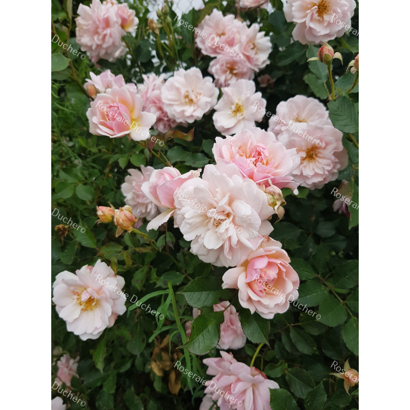 Shrub rose Felicia