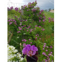 Climbing rose Veilchenblau