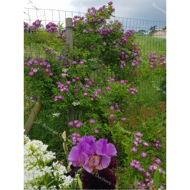 Rosier grimpant Veilchenblau