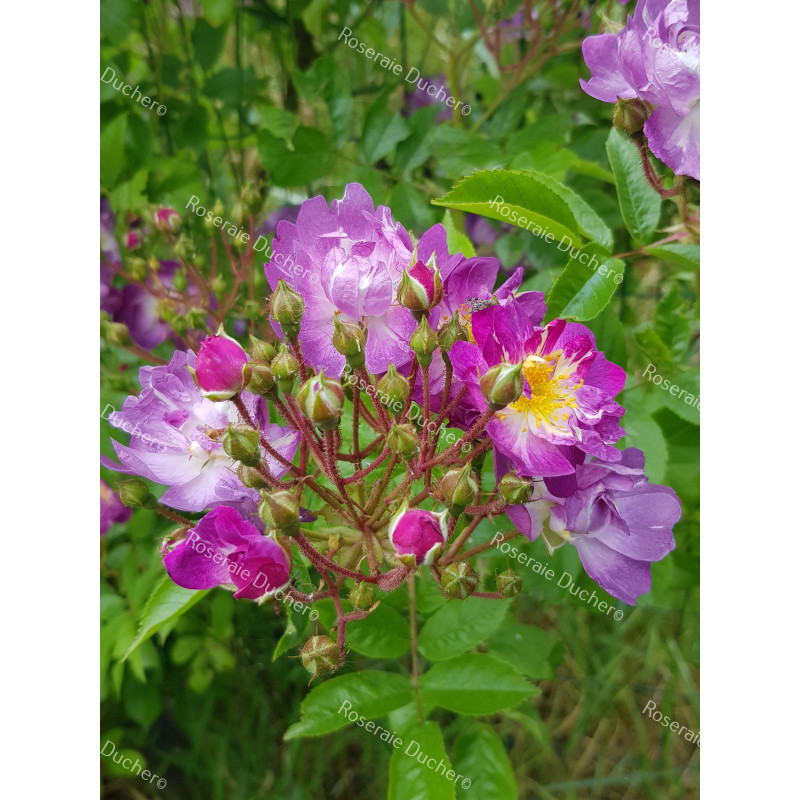 Climbing rose Veilchenblau