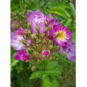 Climbing rose Veilchenblau