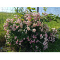 Climbing rose Frau Eva Schubert