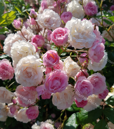 Climbing rose Frau Eva Schubert
