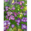 Climbing rose Veilchenblau
