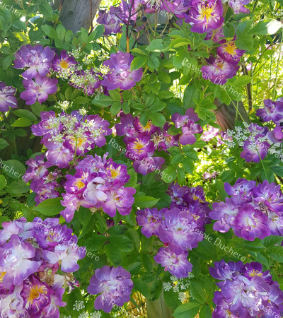 Climbing rose Veilchenblau