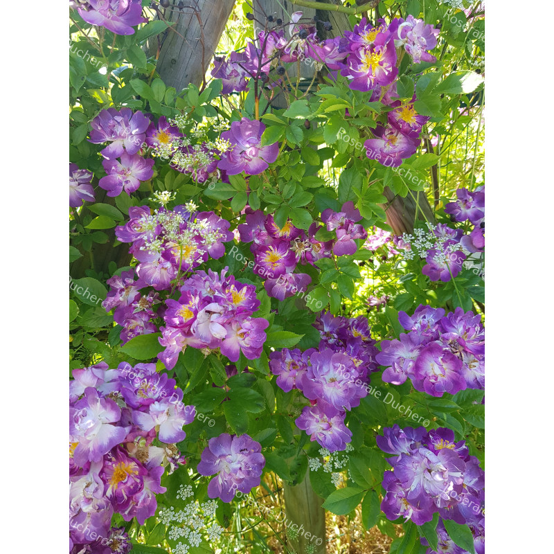 Rosier grimpant Veilchenblau
