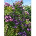 Rosier grimpant Veilchenblau