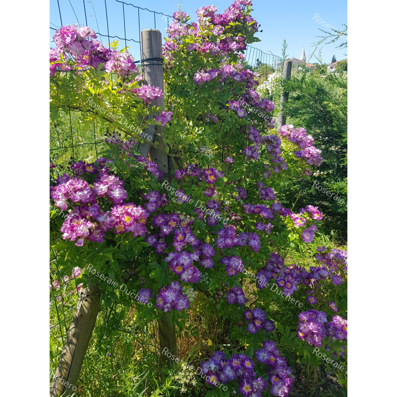 Rosier grimpant Veilchenblau